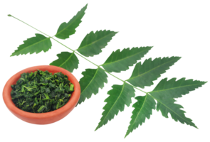 hojas medicinales de neem png