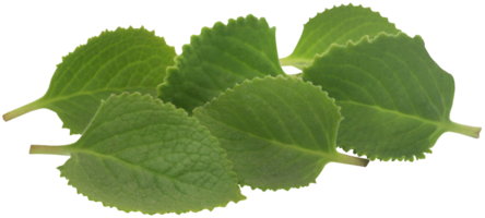 Oregano leaves isolated png