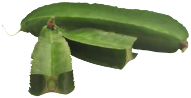 Winged bean fresh png