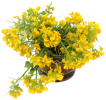 Closeup of mustard flowers png