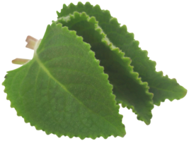 Oregano Blätter isoliert png