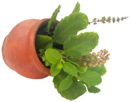 medicinal tulsi hojas png