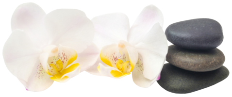 spa pedra com orquídea flor png