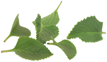 Oregano leaves isolated png
