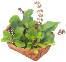 médicinal Tulsi feuilles png