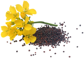 Closeup of mustard flowers png