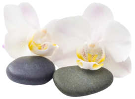 spa Roca con orquídea flor png