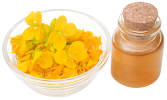 Mustard flowers with oil png