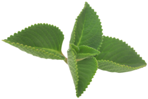 Oregano leaves isolated png