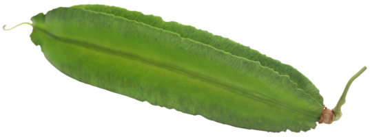 Winged bean fresh png