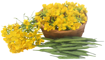 Closeup of mustard flowers png