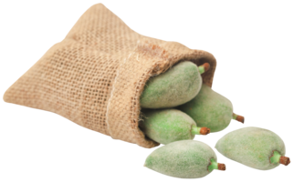 Green almond in a jute sack png
