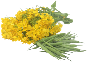 Closeup of mustard flowers png