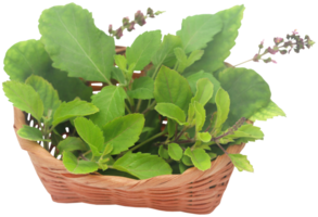 medicinal tulsi hojas png