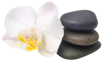 spa pedra com orquídea flor png