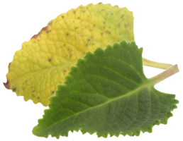 Oregano leaves isolated png