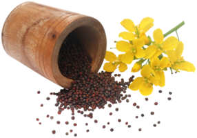 Closeup of mustard flowers png