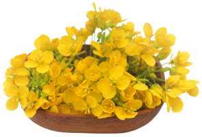 Closeup of mustard flower png