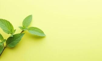 Fresh meadow mint leaves twig on a pastel yellow background. Created by AI photo