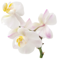 phalaenopsis orchidee wit png