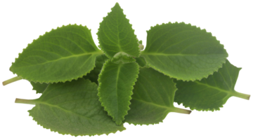 Oregano leaves isolated png