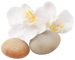 Spa stone with orchid flower png