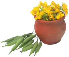 fechar-se do mostarda flores com feijões png