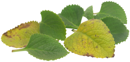 Oregano leaves isolated png