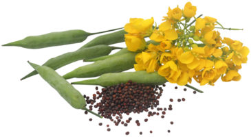 Closeup of mustard flowers png