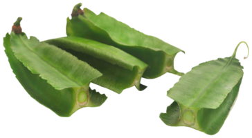 Winged bean fresh png