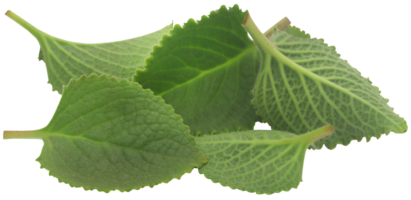 Oregano leaves isolated png