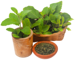 Medicinal tulsi leaves png