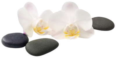 spa pierre avec orchidée fleur png