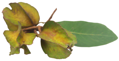 ayurvediska arjun frukt png
