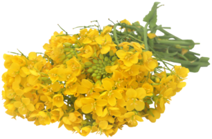 Closeup of mustard flowers png