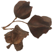 ayurvédique arjun fruit png