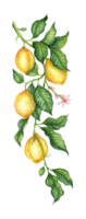 Watercolor illustrations of tropical fruits, flowers and green leaves of yellow lemons. Compositions for posters, postcards, banners, flyers, covers, posters and other printing products. isolated png