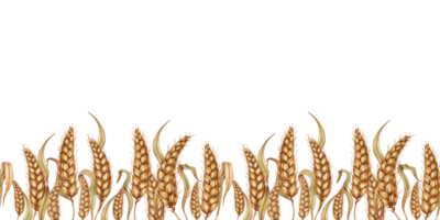 Aquarell Illustration Muster von reif Weizen Maiskolben, getrocknet Stengel, Getreide, isoliert. Roggen Maiskolben, handgemacht Haferflocken. Design Element zum Werbung, Bier Festival, Verpackung, Etikett, Bäckerei png