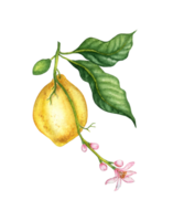 Watercolor illustrations of yellow lemon tropical fruits, flowers and green leaves. Composition for posters, postcards, banners, flyers, covers, posters and other printing products. Isolated png