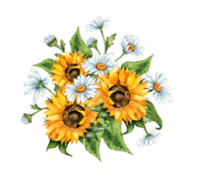 Watercolor floral illustration. Bouquet of sunflowers, daisies isolated. Handmade flowers for wedding anniversary, birthday, invitations and cards. png