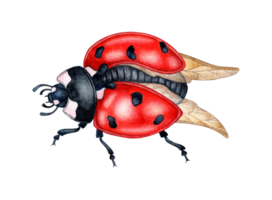 Aquarell Illustration von ein süß Marienkäfer, rot Käfer. fliegend hell Karikatur Insekten. Komposition zum Poster, Postkarten, Banner, Flyer, Abdeckungen, Plakate und andere Drucken Produkte. isoliert png