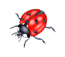 aquarelle illustration de une mignonne coccinelle, rouge scarabée. en volant brillant dessin animé insectes. composition pour affiches, cartes postales, bannières, dépliants, couvertures, affiches et autre impression des produits. isolé png