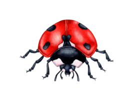 Watercolor illustration of a cute ladybug, red beetle. Flying bright cartoon insects. Composition for posters, postcards, banners, flyers, covers, posters and other printing products. Isolated png