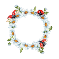 Watercolor illustration frame wreath of daisies with red ladybugs. Compositions for posters, postcards, banners, flyers, covers, posters and other printing products. isolated png