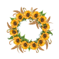 Watercolor illustration frame of a wreath of sunflowers and ears of wheat. Harvest festival isolated. Handmade flowers for wedding anniversary, birthday, invitations and cards. png