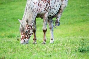 Appaloosa horse eating photo