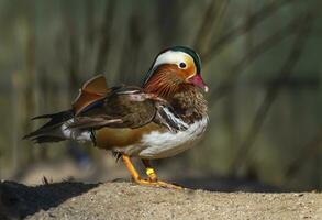 Male mandarin duck, Aix galericulata, standing on the sand photo