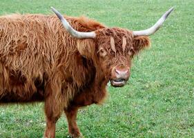 Portrait of a scotish cow photo