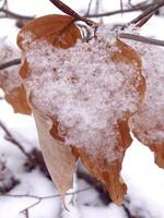 invierno hoja con nieve foto