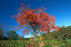 Alone red autumn tree photo